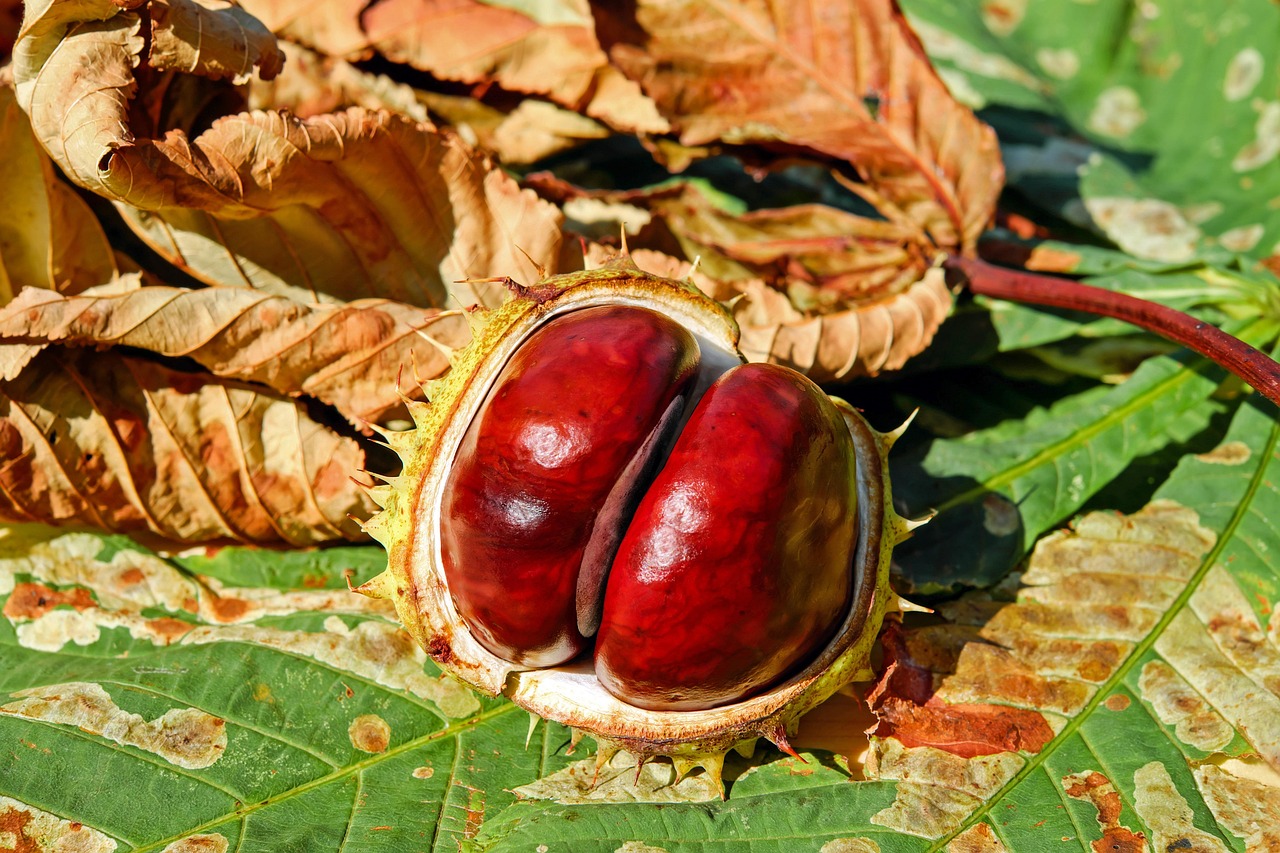 From Forest Floor to Table: A Simple Guide to Roasting and Cooking Chestnuts