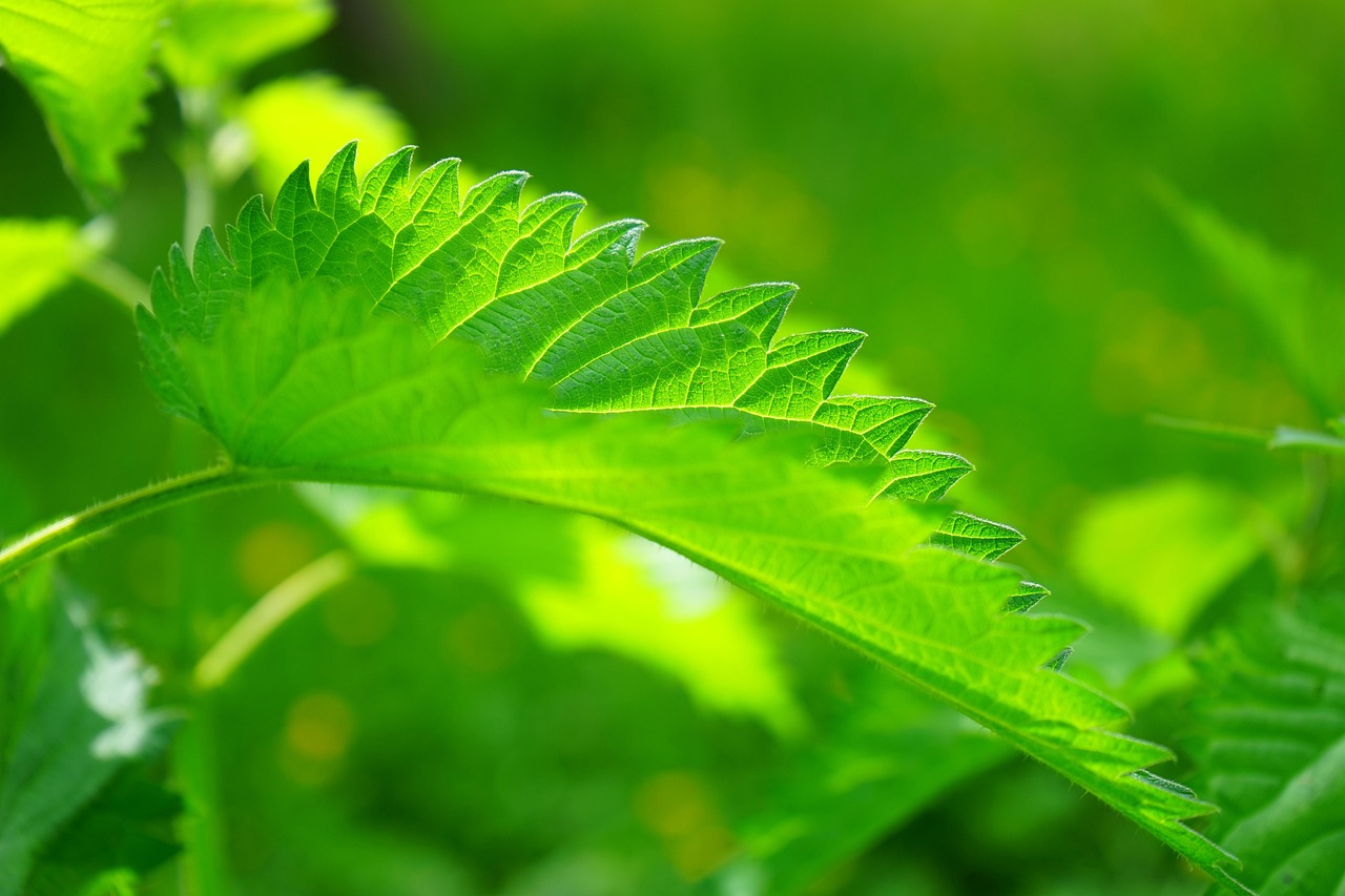 Nettle Season: Turning a Sting into Soup and More