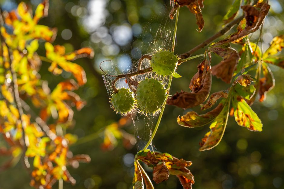 The Complete Beginner's Guide to Identifying and Foraging Chestnuts